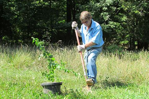 Plant shrubs for food plots