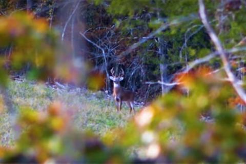 Mature buck standing alert on a hillside looking towards where he hears sound