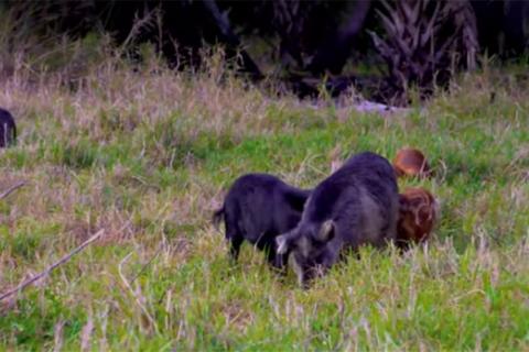 Several Florida hogs rooting in a clearing