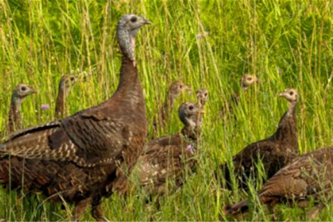 Mother turkey in a field with her poults