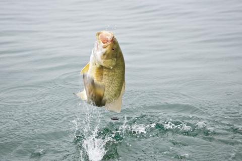 Smallmouth bass jumping 