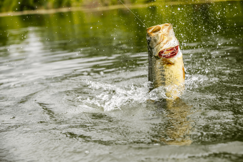 bass jumping out of water on fishing line