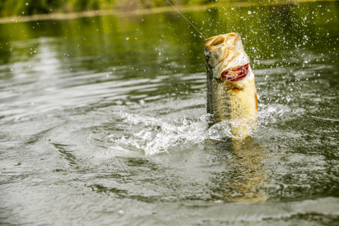 Fall Fishing Festival - Bass fishing ponds in fall - Kentucky