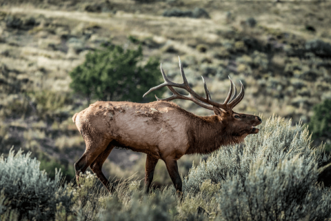 elk bugling in open terrain