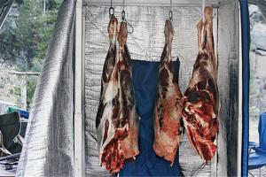 Deer meat hanging on ice to age