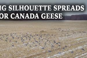 Big Spreads For Canada Geese