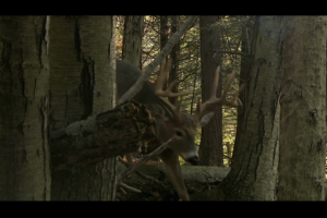 1Source Video: Hunt the Trail Less-Traveled for Mature Bucks