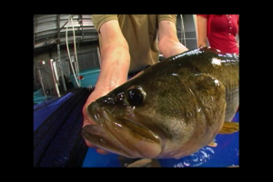 1Source Video: Do Bass Fish Have Ears? Watch and Find Out