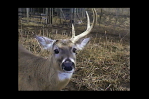 1Source Video: Time to Hunt Shed Antlers