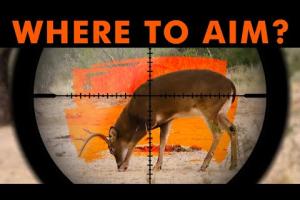 Where To Shoot A Deer | Deer Hunting 101