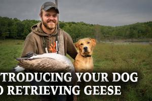 Introducing Your Dog To Retrieving Geese