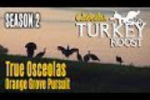 1Source Video: Hunting Osceola's: Cabela's Turkey Roost