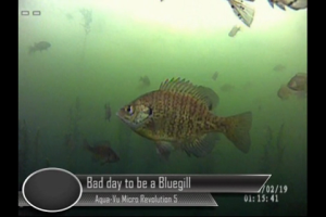 1Source Video: Bad Day To Be a Bluegill