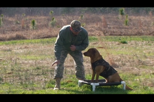 1Source Video: Gundog Training:  Water Retrieving Drill