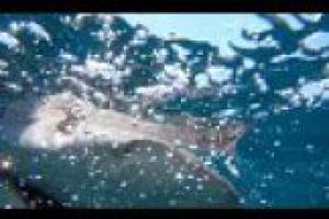 1Source Video: Fish Bytes: NJ SHARK ADVENTURES