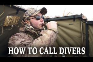 How To Call Diver Ducks