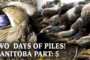 Ducks - Two Days of Piles