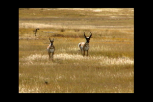 1Source Video: Interesting Facts About the Pronghorn