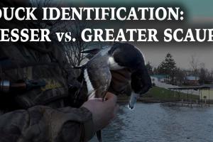 Tips on Duck Identification