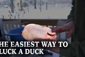 How To Pluck A Duck