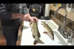 1Source Video: How To Clean Northern Pike 101 