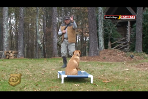 1Source Video: Hunting Dog Training: Place Board Drill