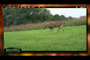 1Source Video: Deer Hunting Phase 3 Tips: Drury Outdoors