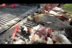 Transporting Waterfowl Across State Lines