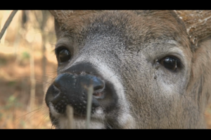 1Source Video: Myths About the Home Range of Dominant Bucks