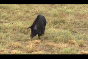 1Source Video: FAQ's - Wild Hogs, Feral Pigs