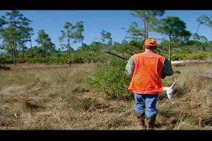 1Source Video: Florida Quail Hunt with Jerry Martin and Water Parrot