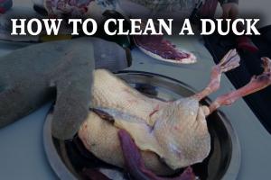 How to Clean a Duck