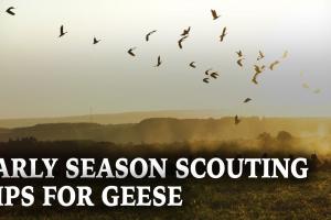 Tips for Early Season Geese Scouting 