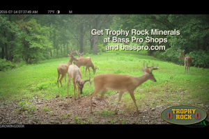 1Source Video: 2 Key Reasons to Feed Your Deer Herd Minerals