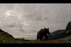 1Source Video: A Grizzly Ate My GoPro