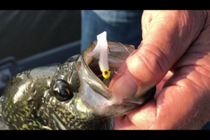 1Source Video: How To Fish Reed Beds For Crappie