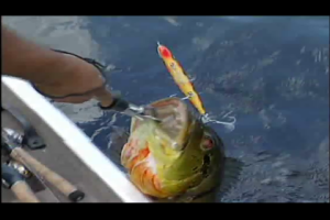 1Source Video: Fishing Peacock Bass with John L. and John Paul Morris