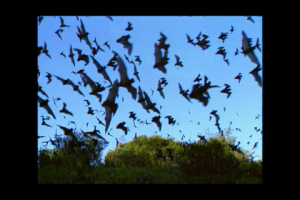 1Source Video: Cool Facts About Bats