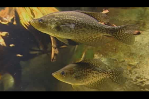 1Source Video: Summer Crappie Fishing Tips from Wally Marshall