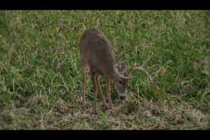 1Source Video: Deer Hunting Phase 9 Tips: Drury Outdoors