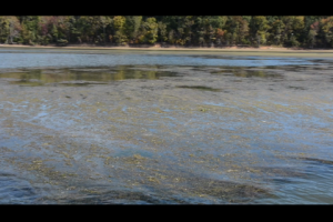 1Source Video: How to Fish the Outskirts of Grass Mats