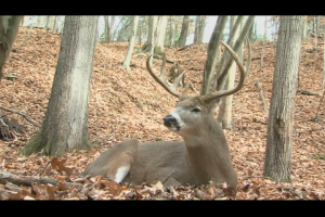 1Source Video: Limited Time Off & Unfilled Tags? Why the Late Season is Your Best Bet