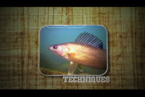 1Source Video: Fish Ed: Giant Winter Panfish