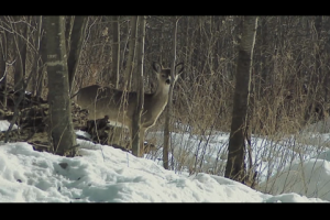 1Source Video: Bob Foulkrod: Tracking Deer in Snow