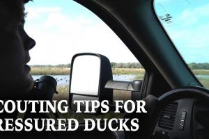 Scouting Tips For Pressured Ducks