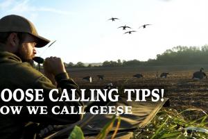 Goose Calling Tips