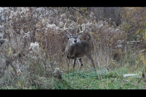 1Source Video: Why You Should Scout Deer from a Distance