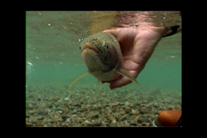 1Source Video: How to Catch & Release Trout With Care
