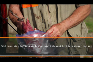 1Source Video: How to Clean a Pheasant in 10 Easy Steps