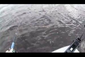 1Source Video: Muskie Fishing in Northern Wisconsin, a Looker a Taker & One in the Frabill